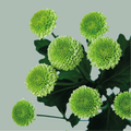 Spray Chrysanthemum - Chrysanthemum - Deligreen