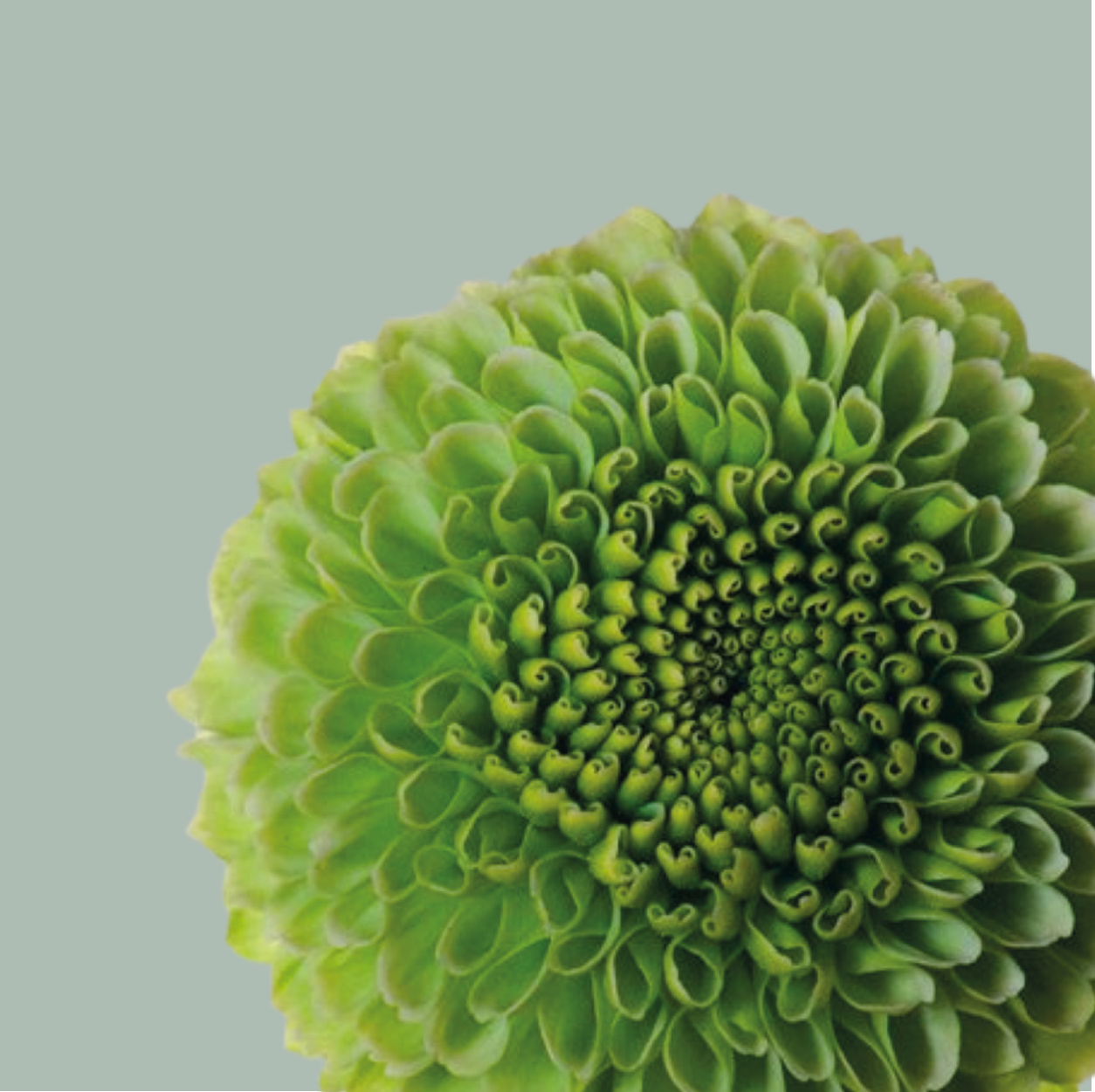 Spray Chrysanthemum - Chrysanthemum - Deligreen