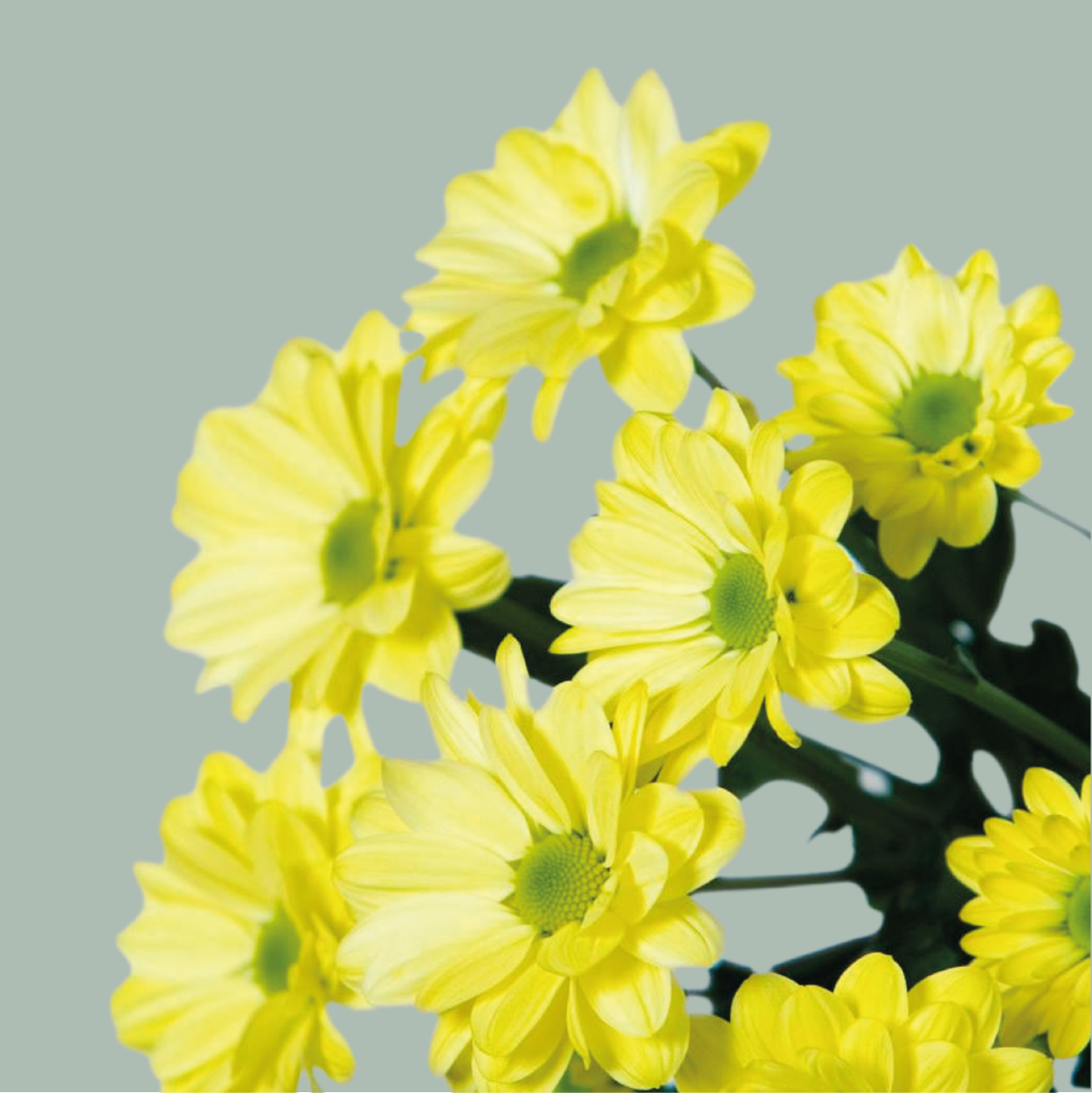 Spray Chrysanthemum - Chrysanthemum - Chic Cream