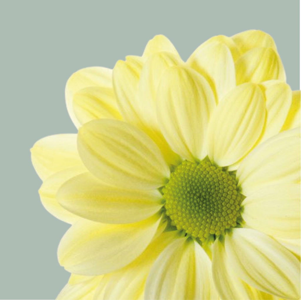 Spray Chrysanthemum - Chrysanthemum - Chic Cream