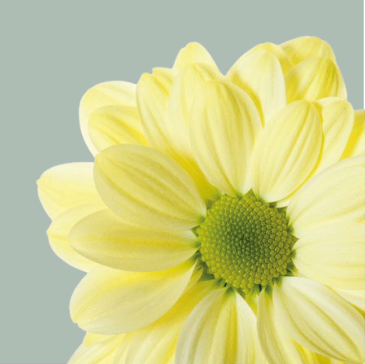 Spray Chrysanthemum - Chrysanthemum - Chic Cream