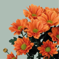 Chrysanthemum Spray Grand Orange