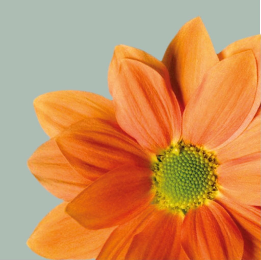 Chrysanthemum Spray Grand Orange