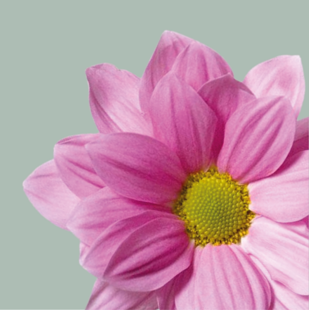 Chrysanthemum Spray Grand Pink