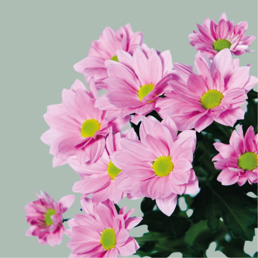 Spray Chrysanthemum - Chrysanthemum (Indicum Grp) - Spray