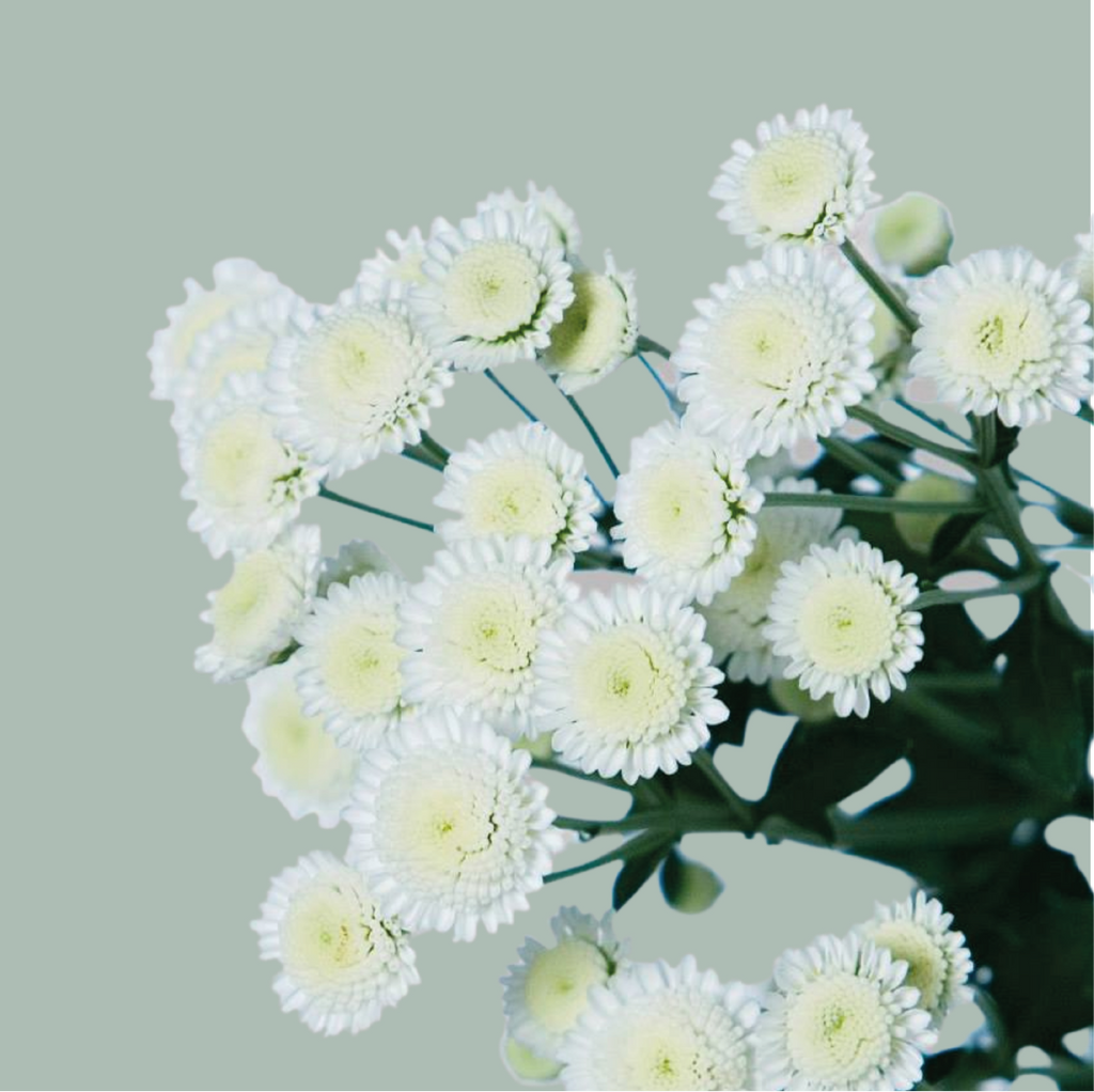 Spray Chrysanthemum - Chrysanthemum - Stallion
