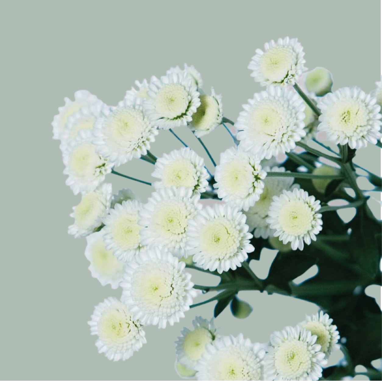 Spray Chrysanthemum - Chrysanthemum - Stallion