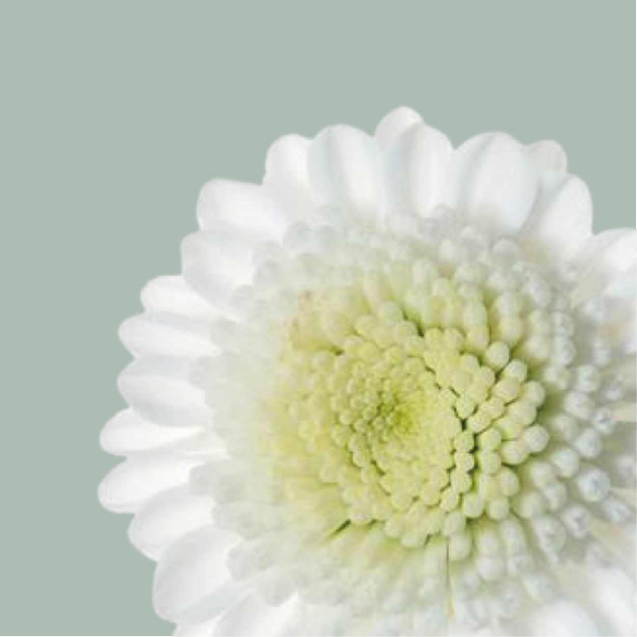Spray Chrysanthemum - Chrysanthemum - Stallion