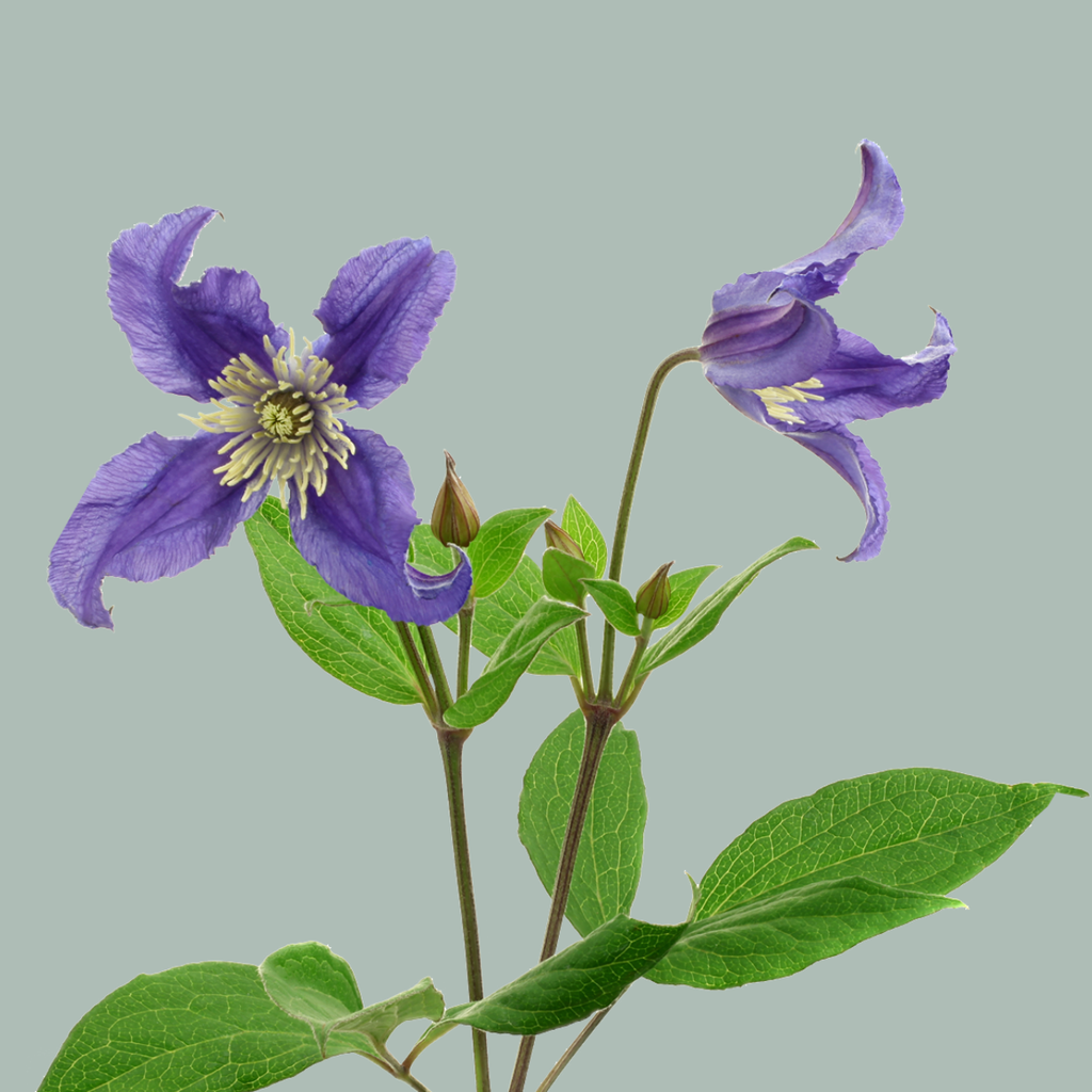 Purple Clematis Blue Pirouette Cut Flowers – 60cm