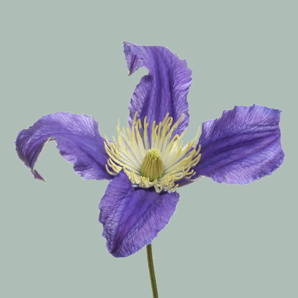 Purple Clematis Blue Pirouette Cut Flowers – 60cm