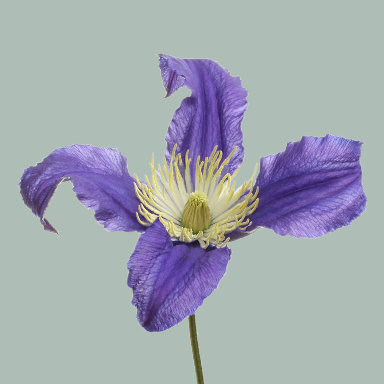 Purple Clematis Blue Pirouette Cut Flowers – 60cm