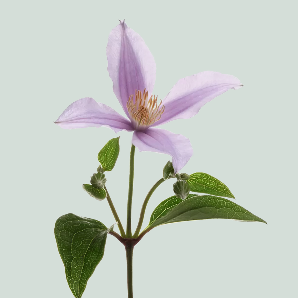 Blue Clematis ‘Star River’ Cut Flowers – 60cm Stems