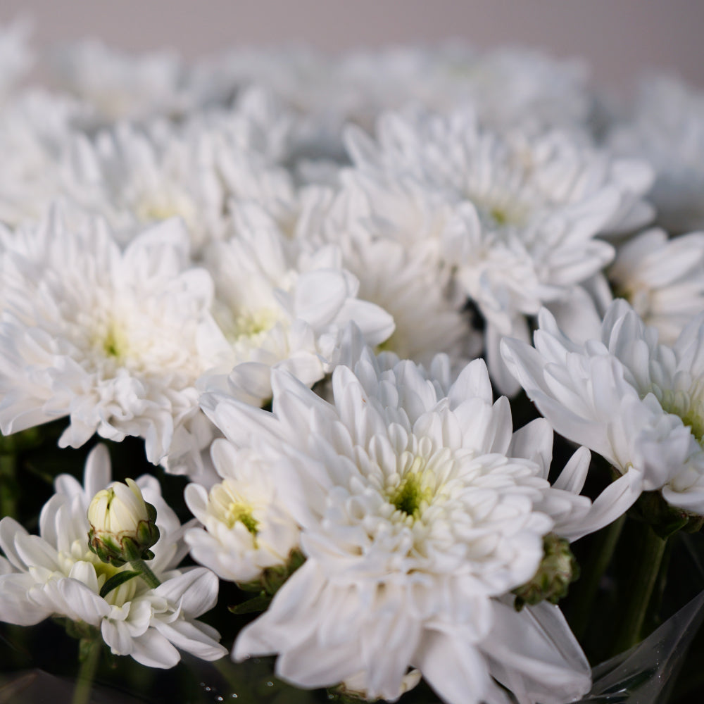 Chrysanthemum Spray Bonita