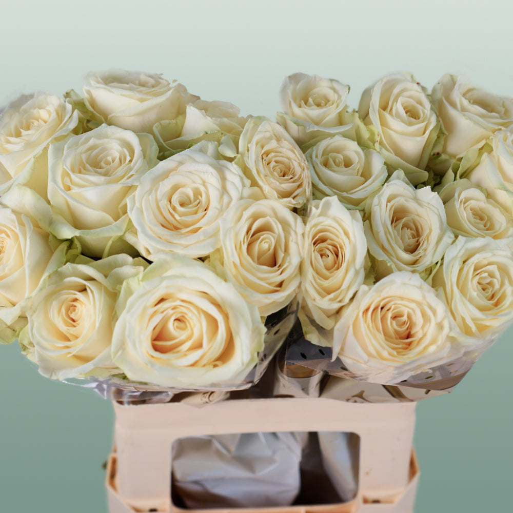 Rose Avalanche Free Choice