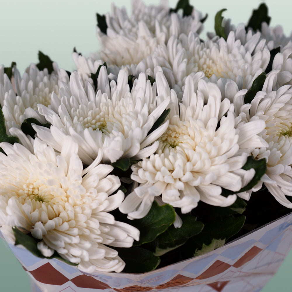 Chrysanthemum G Topspin