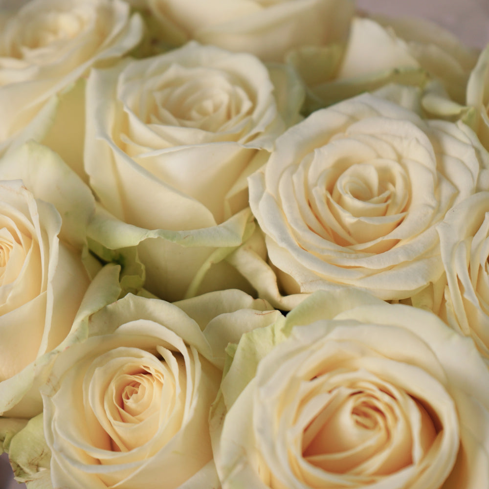 Rose Avalanche Free Choice