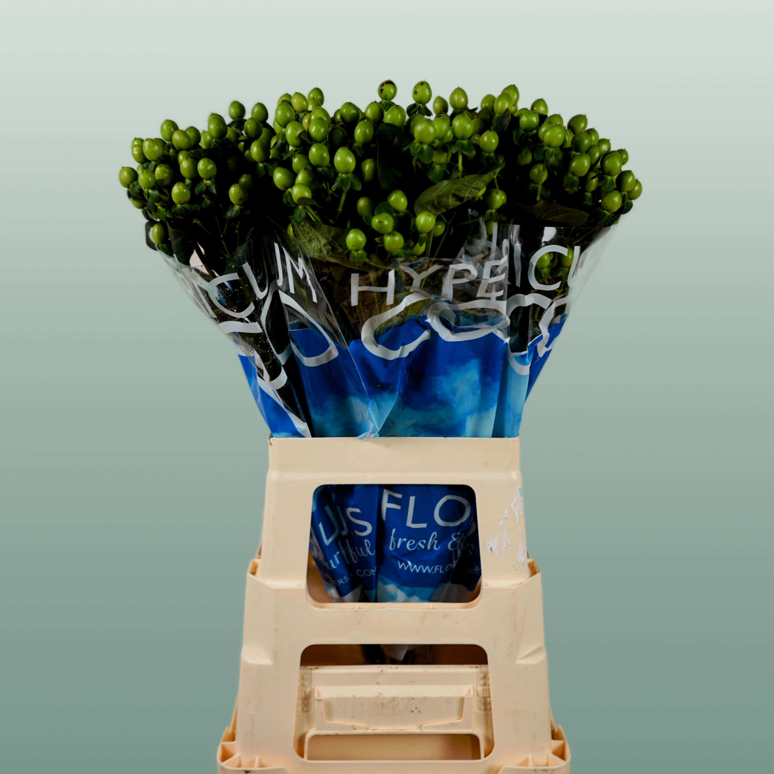 Green Hypericum ‘Coco Bamboo’ Cut Stems – 50cm