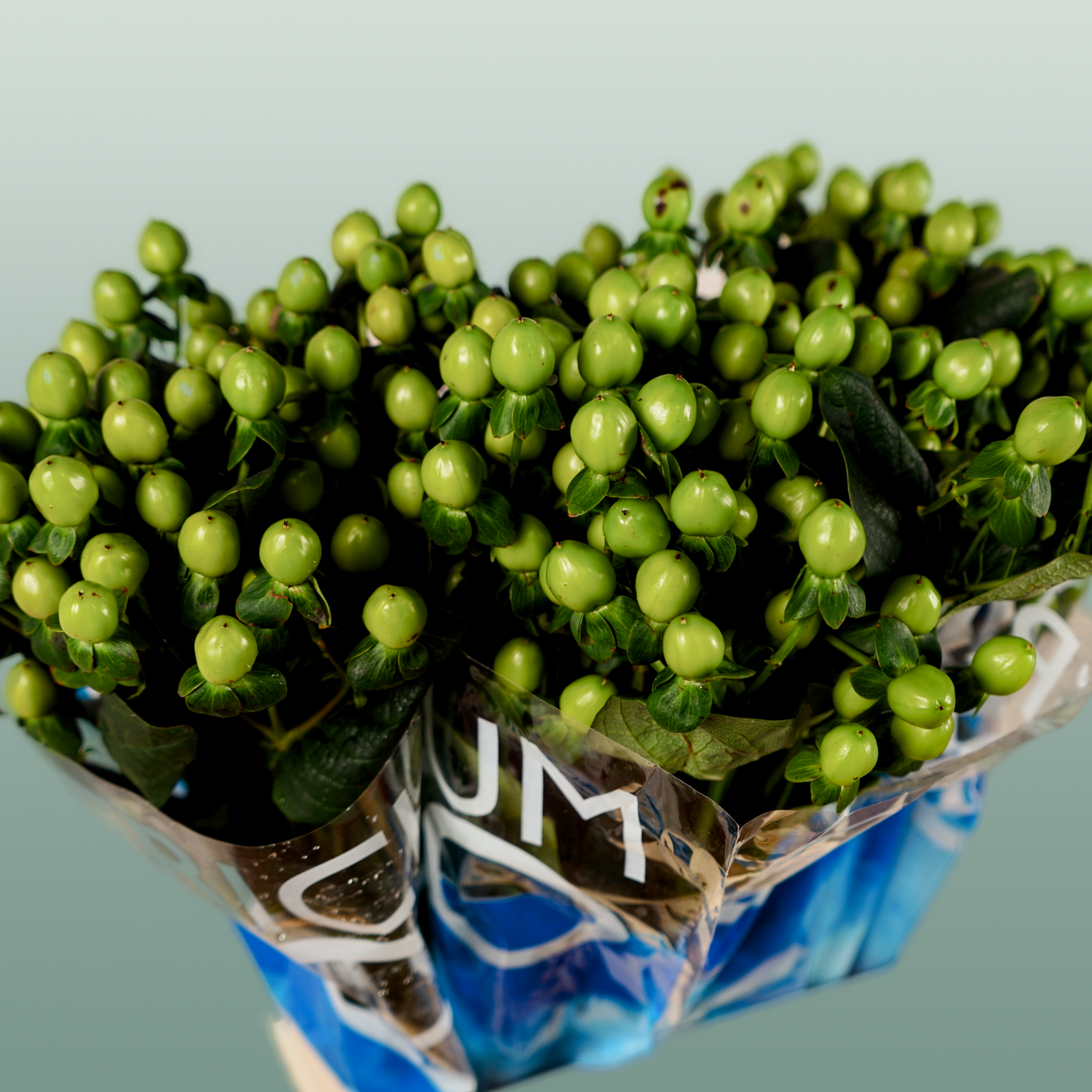 Green Hypericum ‘Coco Bamboo’ Cut Stems – 50cm