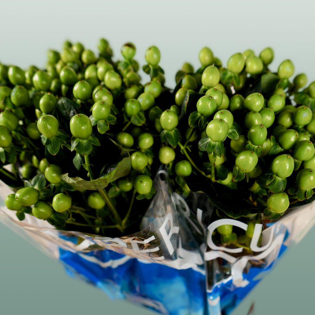 Green Hypericum ‘Coco Bamboo’ Cut Stems – 50cm