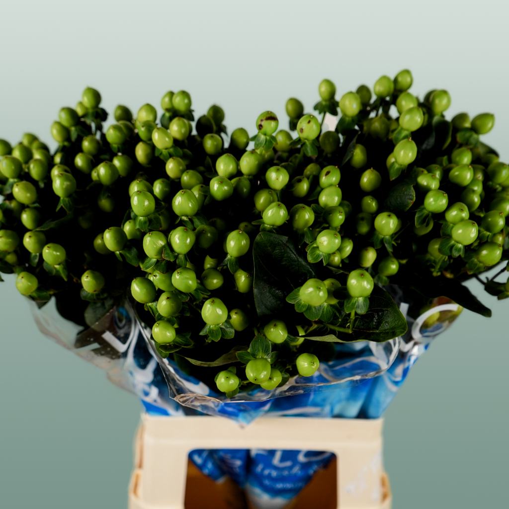 Green Hypericum ‘Coco Bamboo’ Cut Stems – 50cm