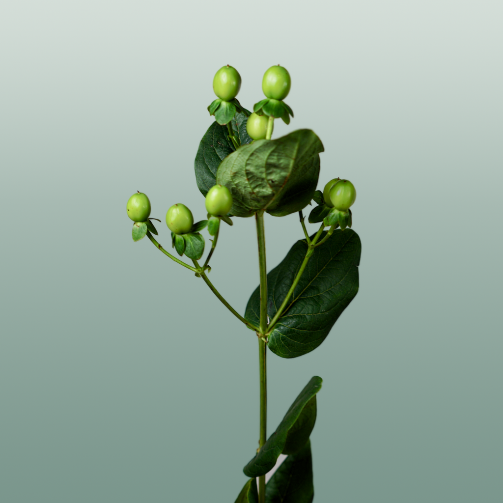 Green Hypericum ‘Coco Bamboo’ Cut Stems – 50cm