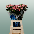Pink Hypericum ‘Alloco’ Cut Flowers – 50cm Stems