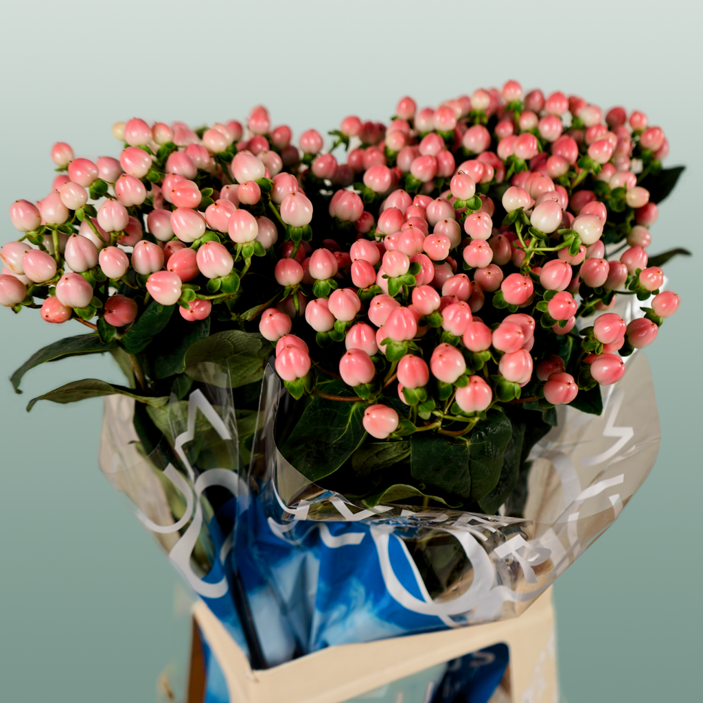 Pink Hypericum ‘Alloco’ Cut Flowers – 50cm Stems