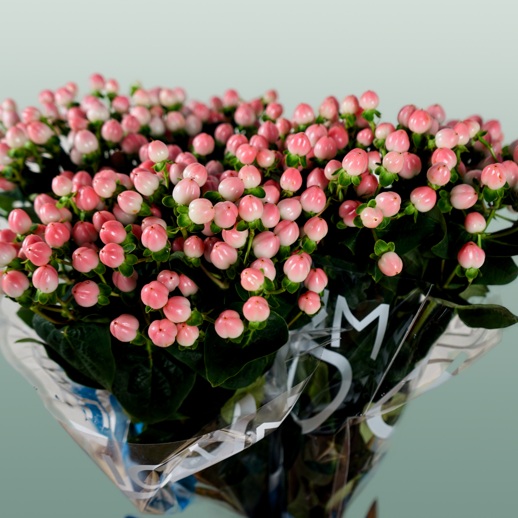 Pink Hypericum ‘Alloco’ Cut Flowers – 50cm Stems