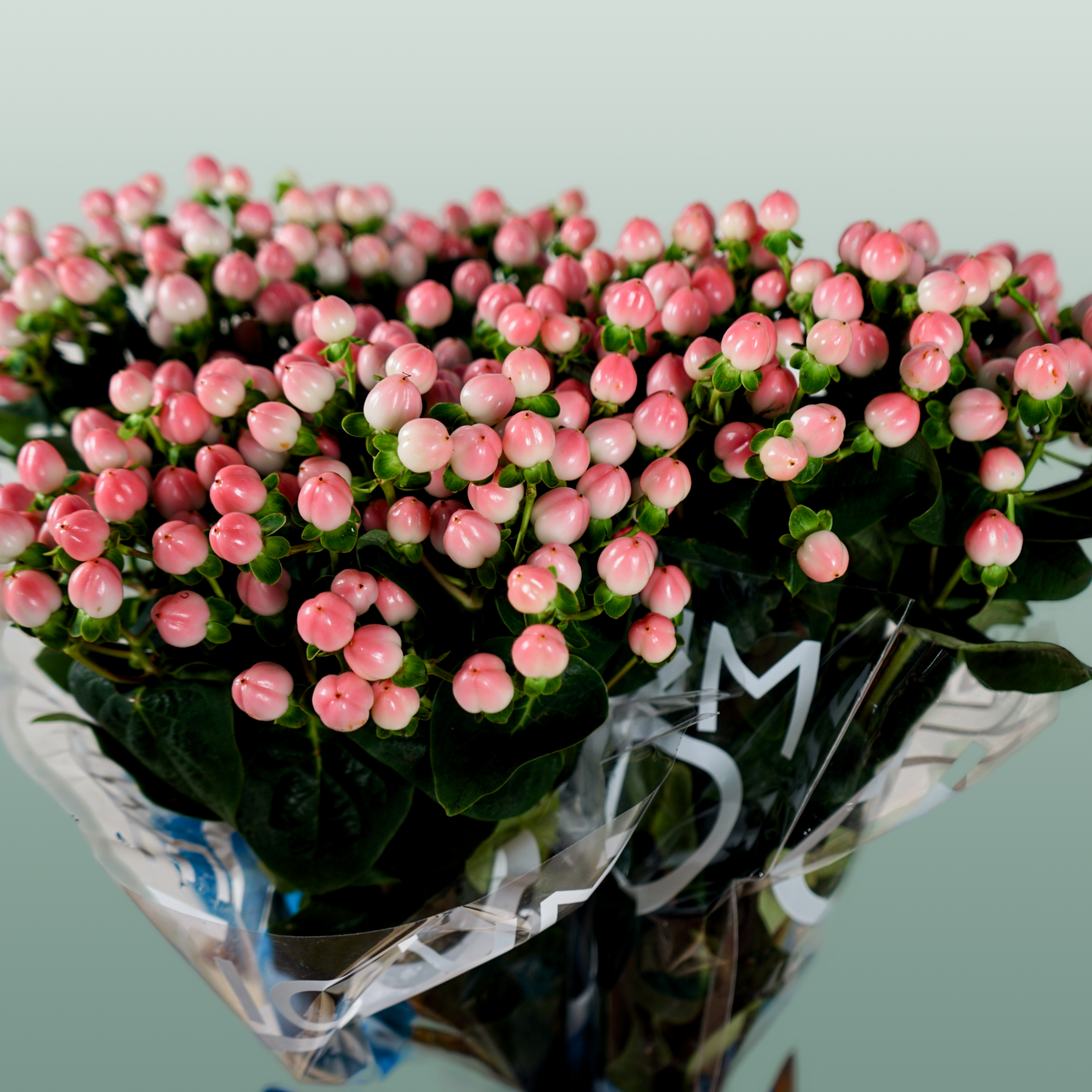 Pink Hypericum ‘Alloco’ Cut Flowers – 50cm Stems