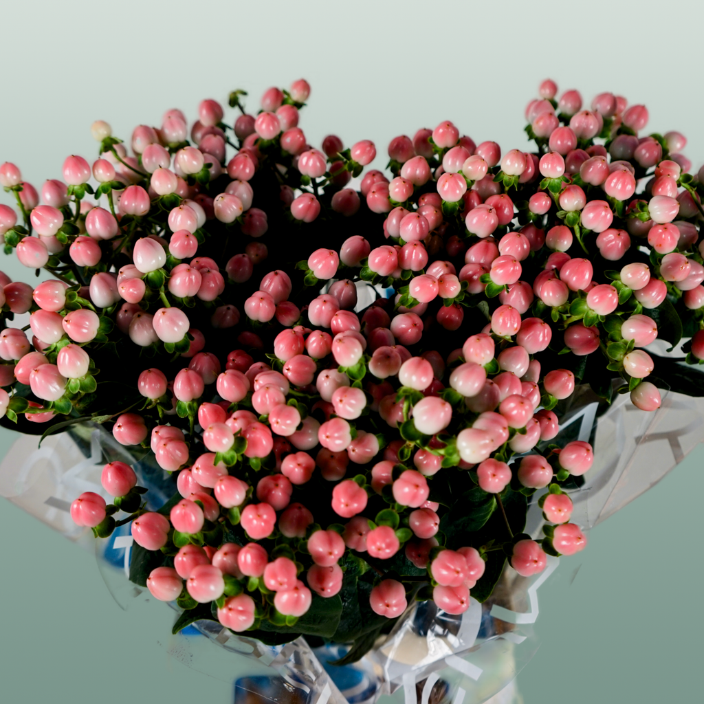 Pink Hypericum ‘Alloco’ Cut Flowers – 50cm Stems