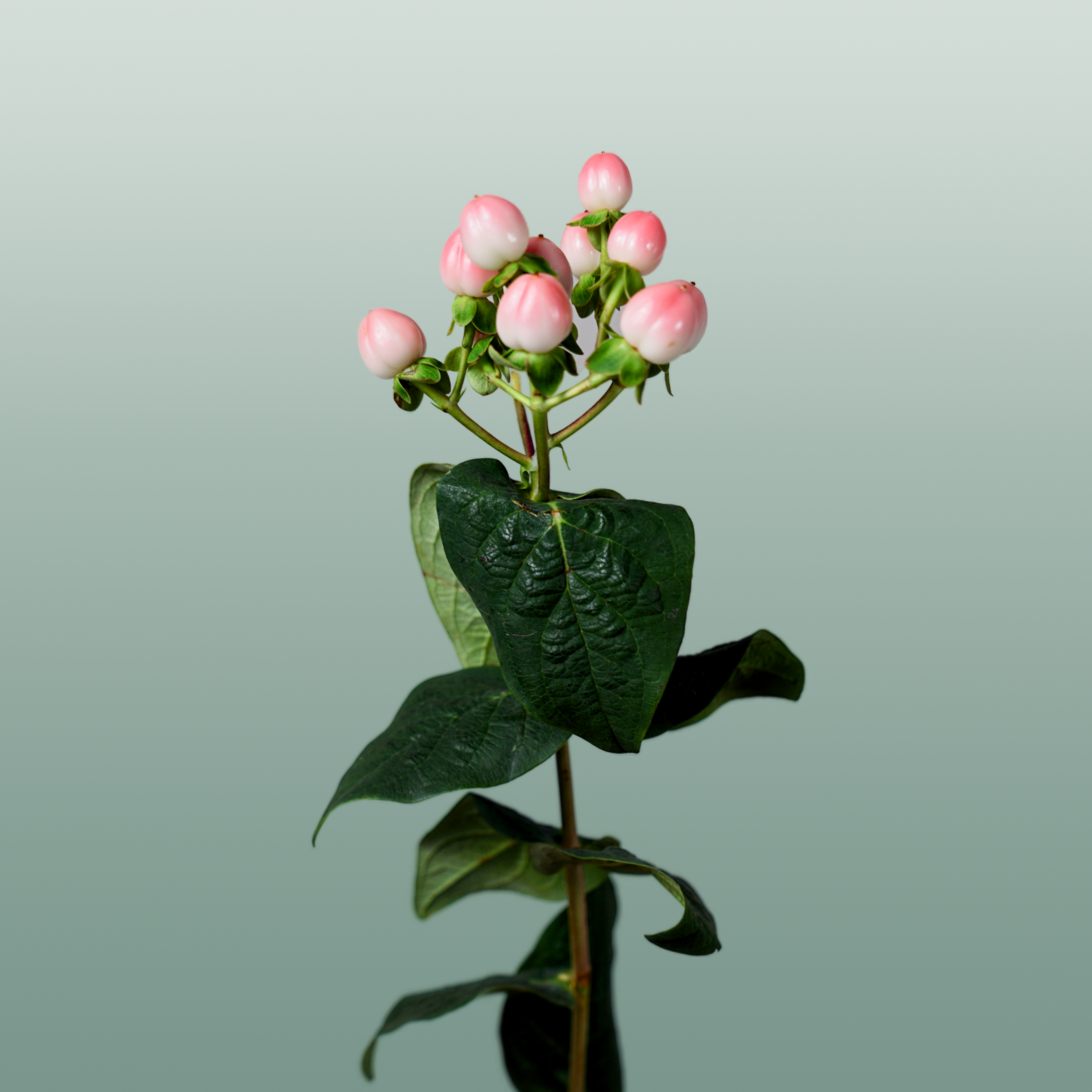 Pink Hypericum ‘Alloco’ Cut Flowers – 50cm Stems