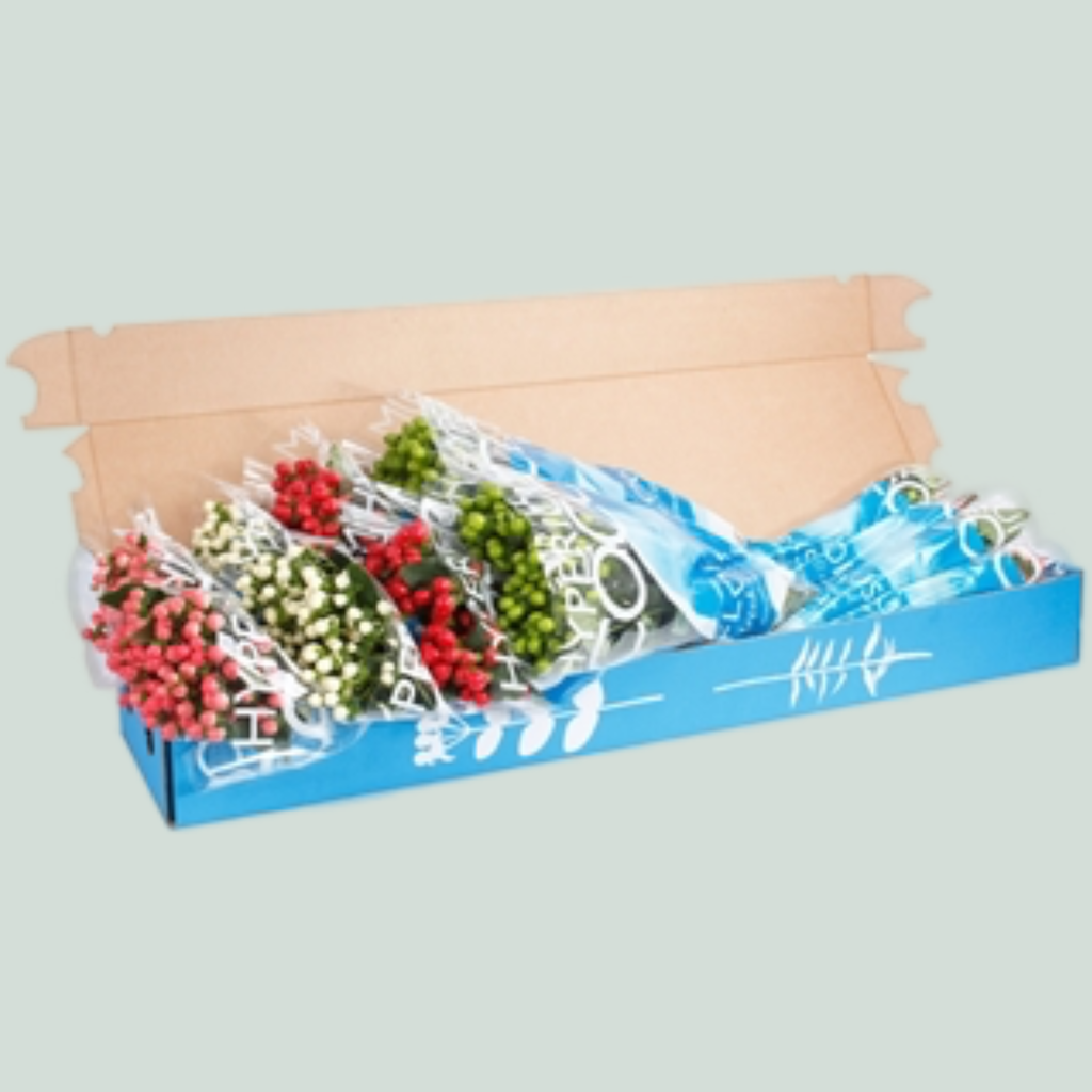 Mixed Hypericum Coco Mix – 50cm Stems