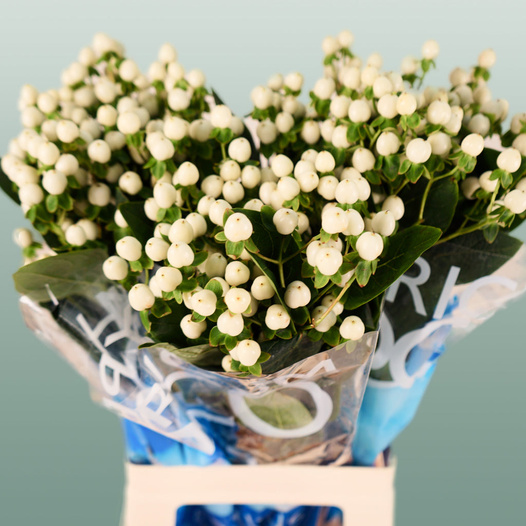 White Hypericum ‘Coco Uno’ Cut Flowers – 50cm Stems