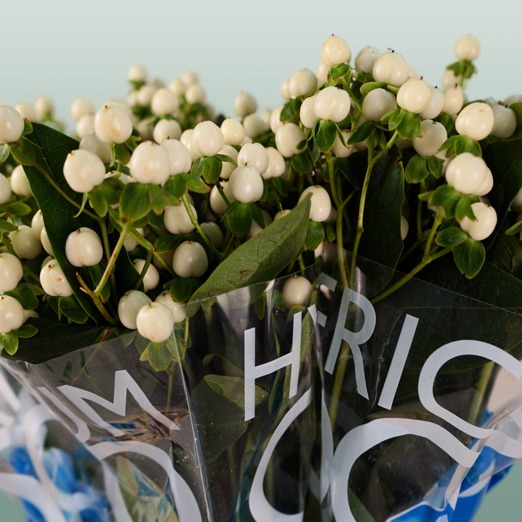 White Hypericum ‘Coco Uno’ Cut Flowers – 50cm Stems