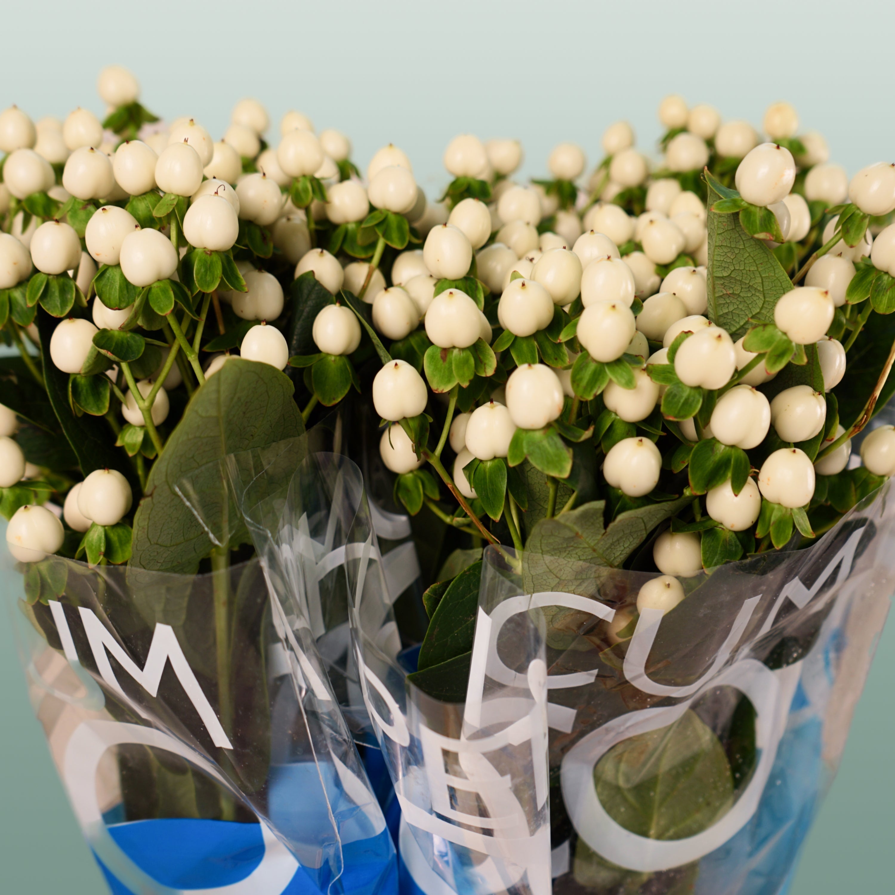 White Hypericum ‘Coco Uno’ Cut Flowers – 50cm Stems