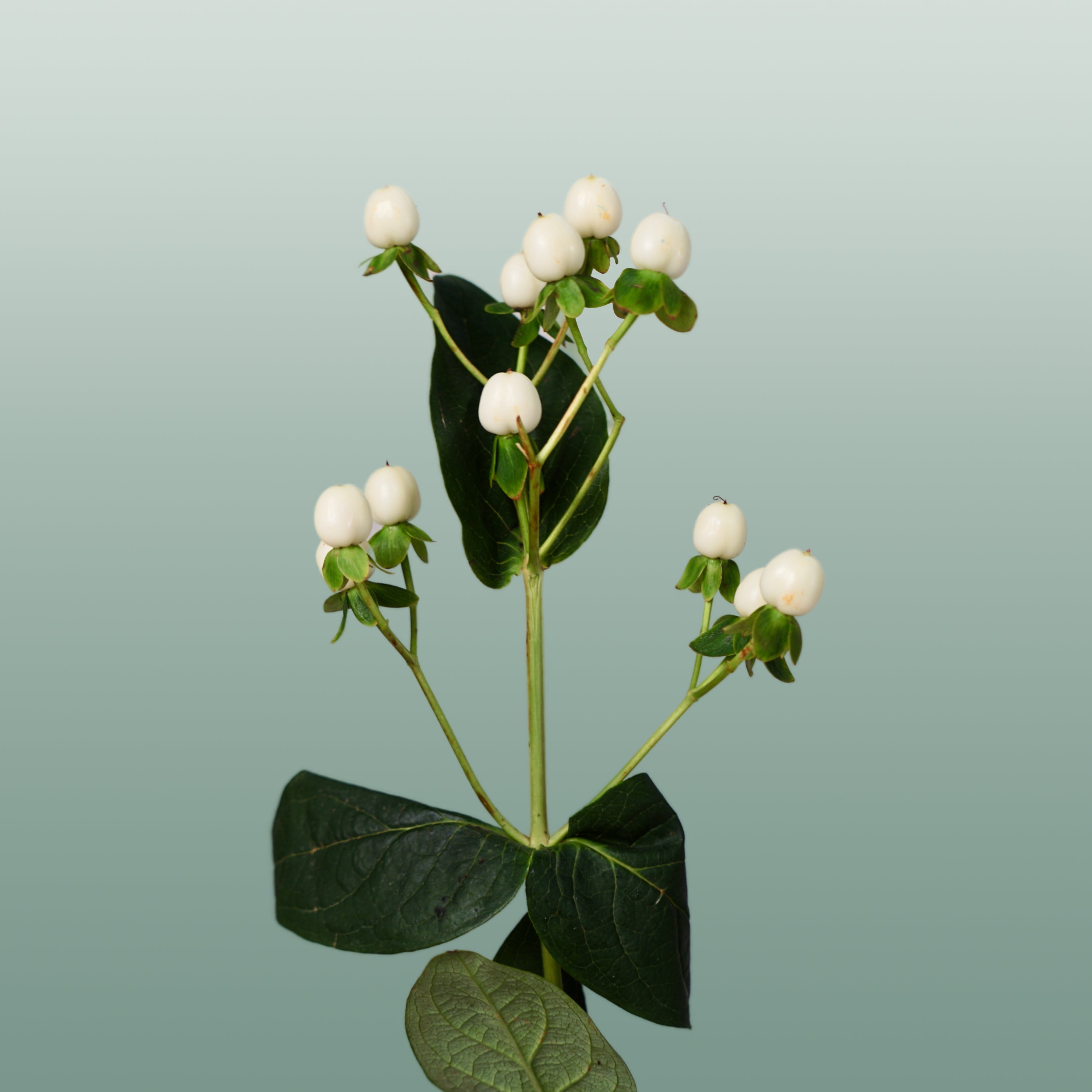 White Hypericum ‘Coco Uno’ Cut Flowers – 50cm Stems