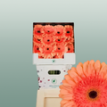 Gerbera Colin