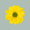 Chrysanthemum Spray Copa