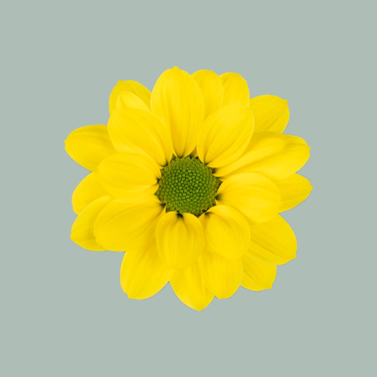 Chrysanthemum Spray Copa