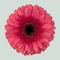 Germini Corallo (20 Stems)