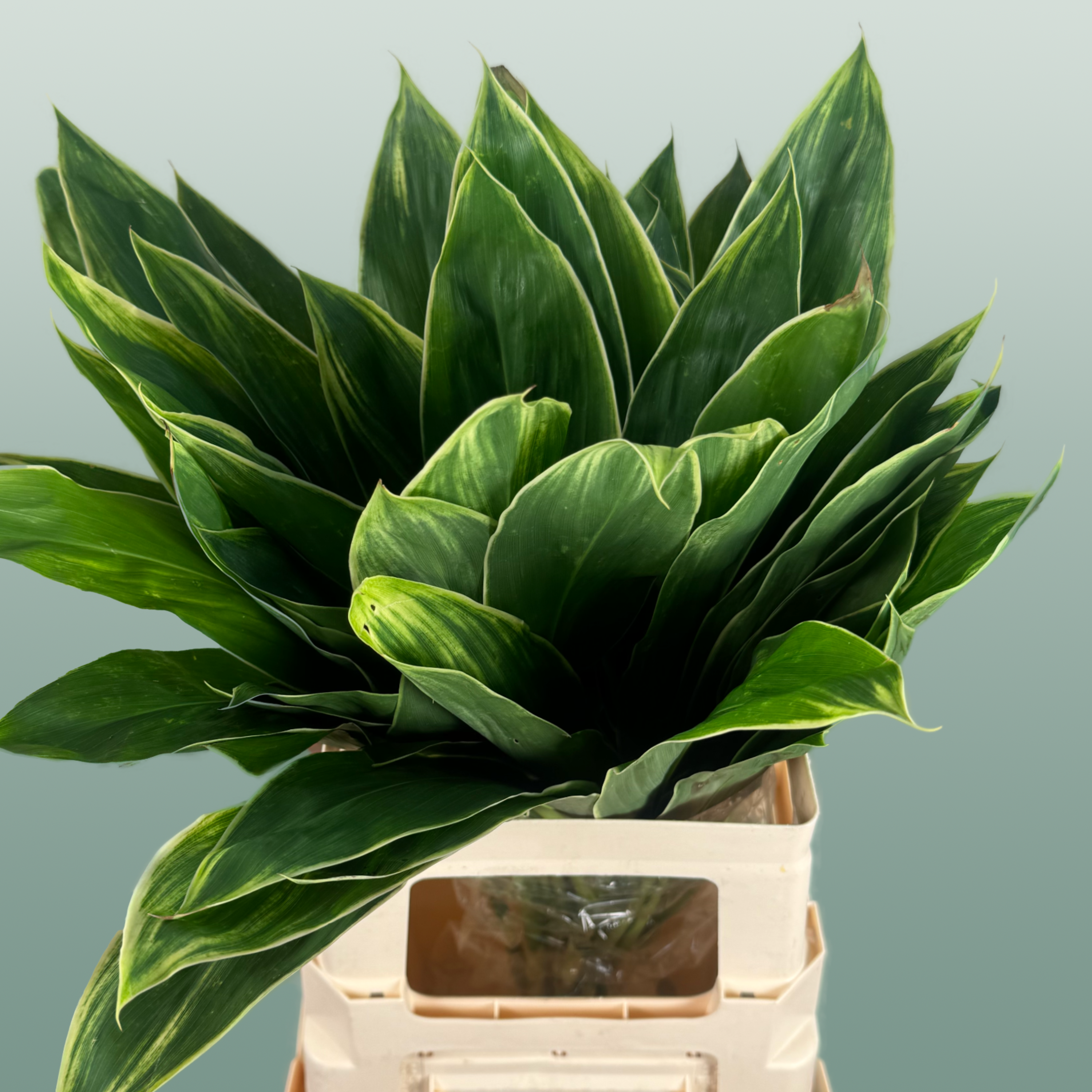 Cordyline Snow White Top