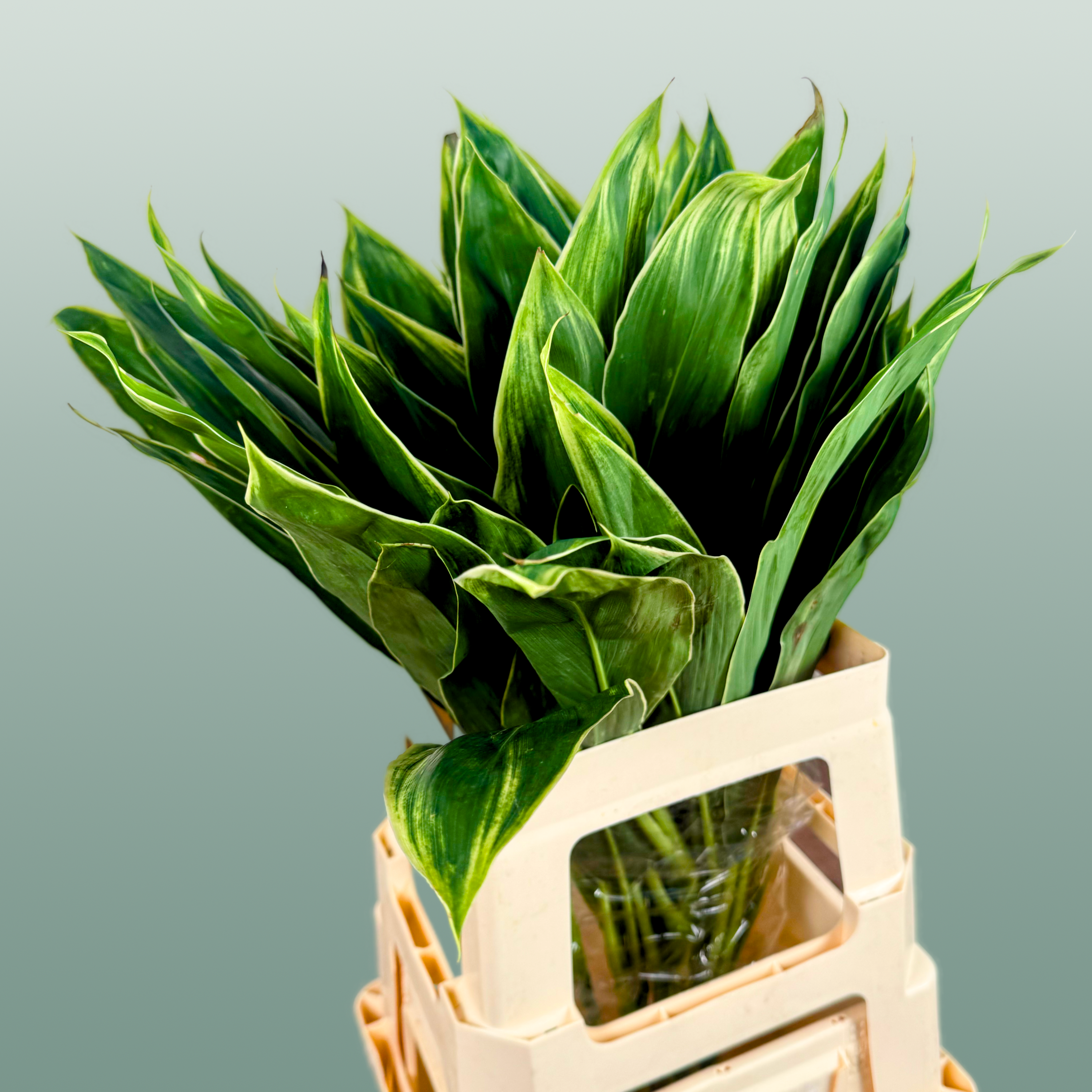 Cordyline Snow White Top
