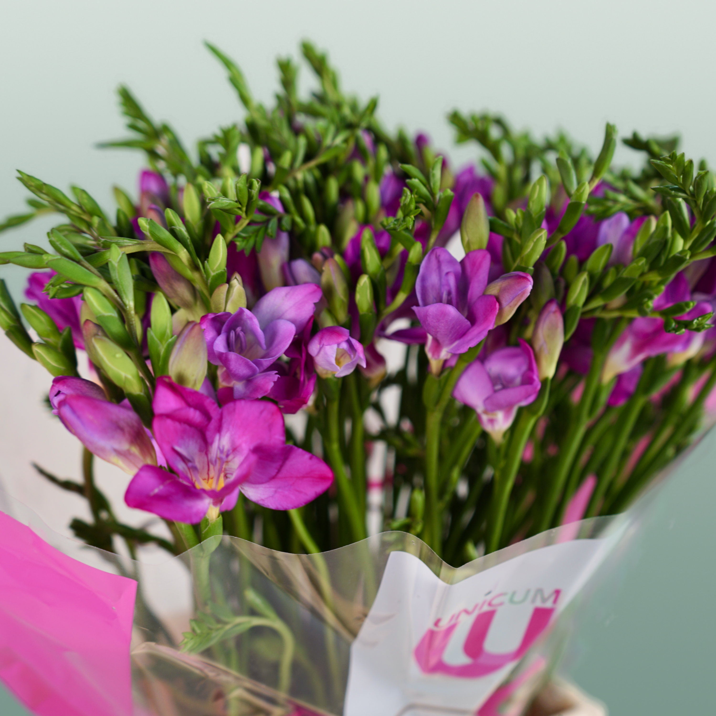 Freesia Costa