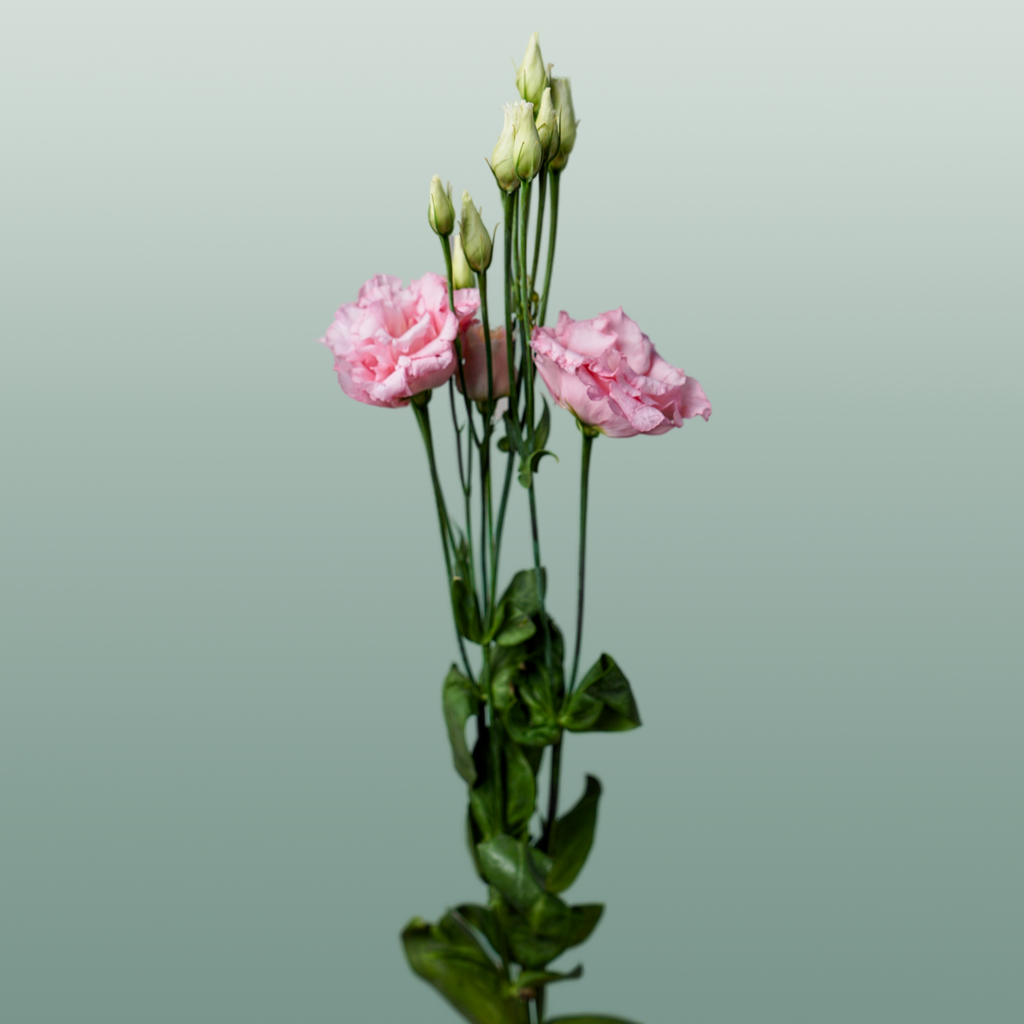 Pink Eustoma ‘Cotton Candy’ – 70cm Stems