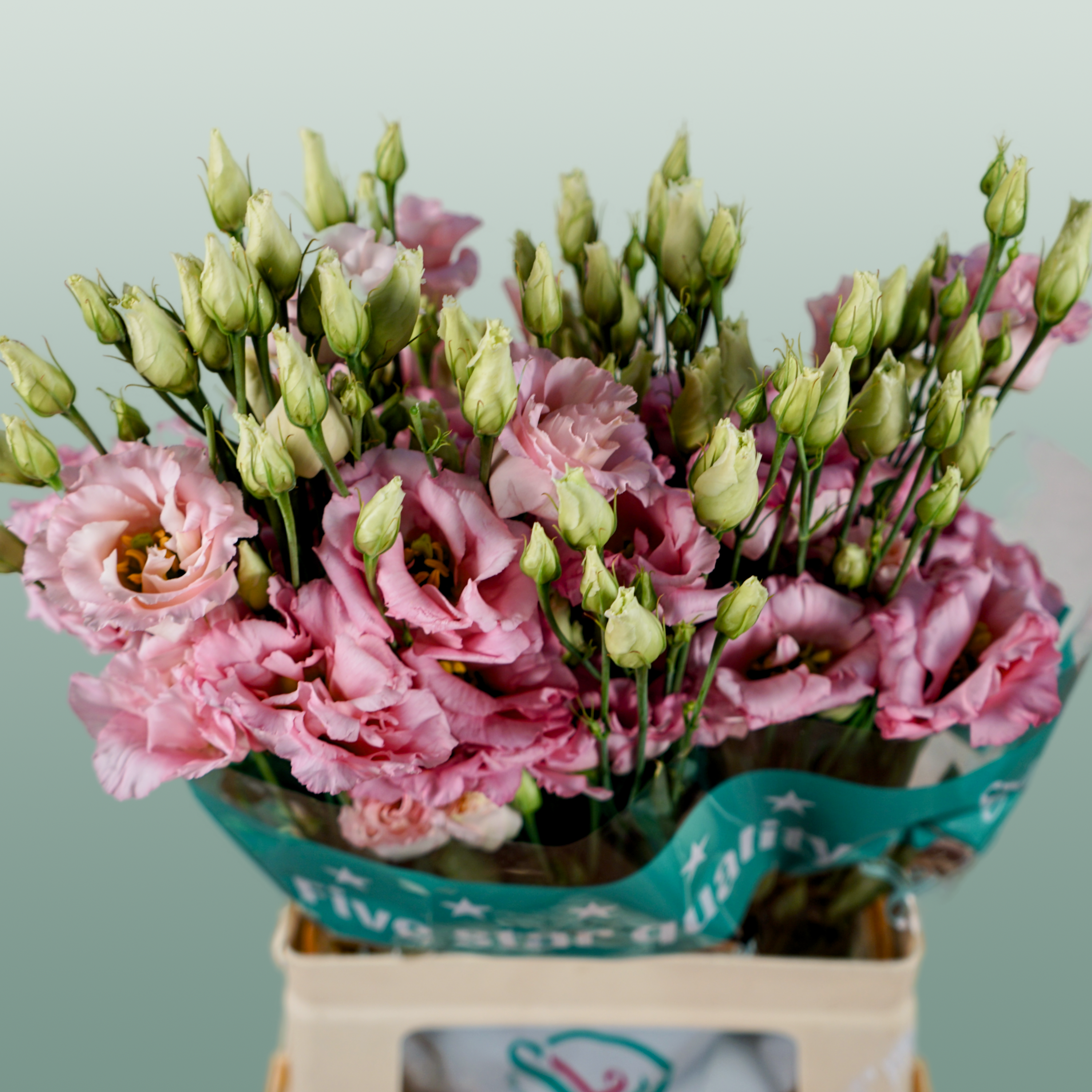 Pink Eustoma ‘Cotton Candy’ – 70cm Stems