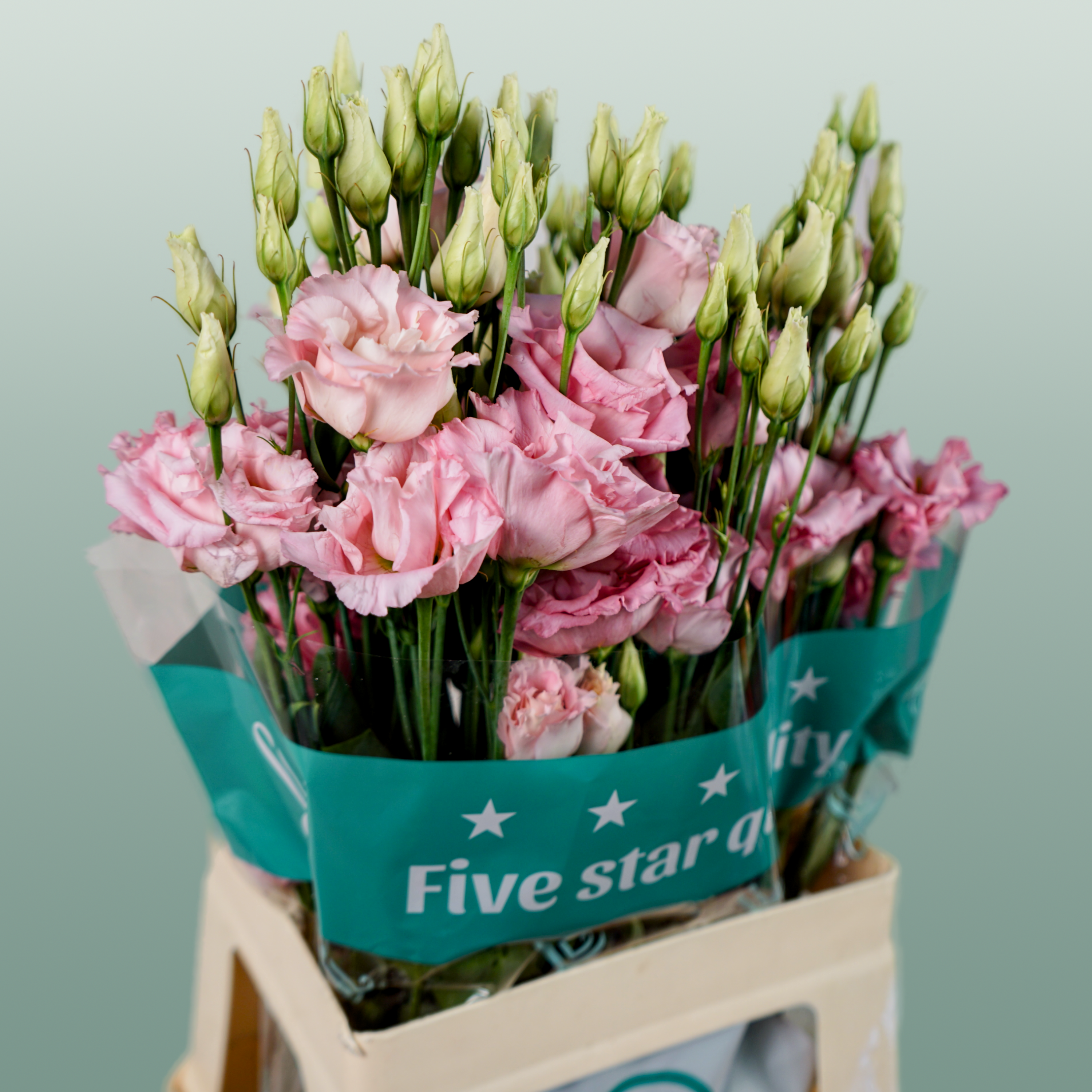Pink Eustoma ‘Cotton Candy’ – 70cm Stems