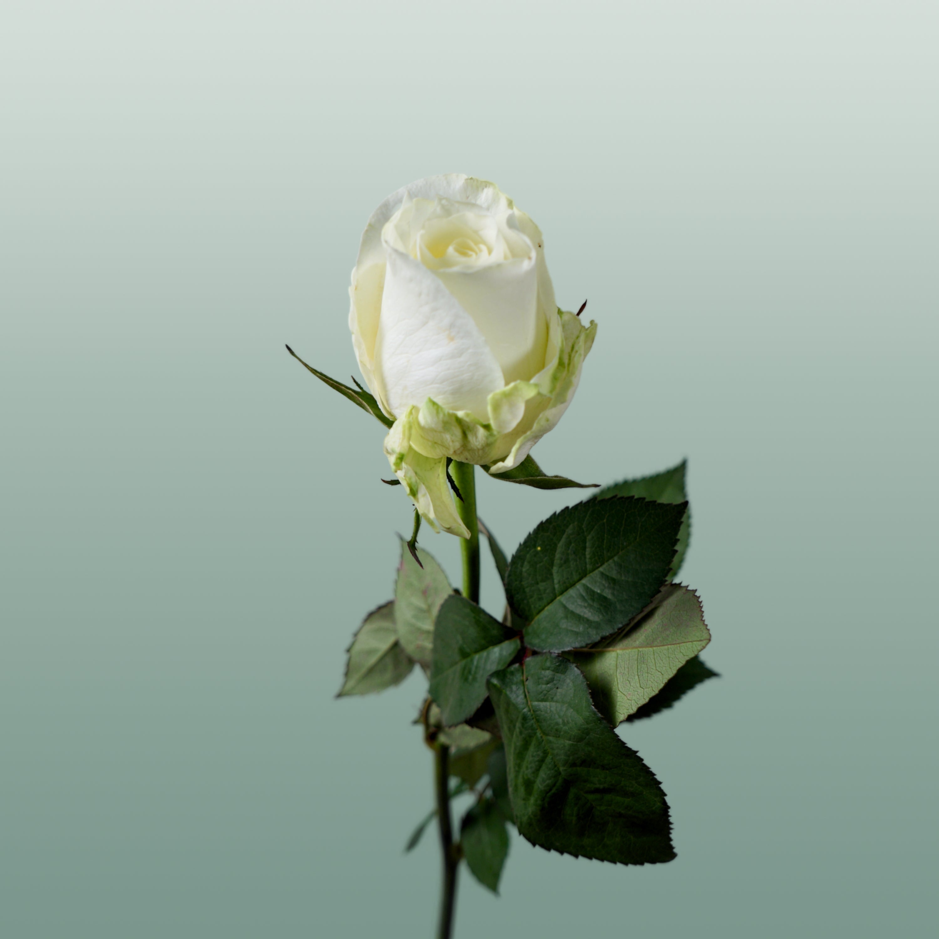 Rose Countdown!