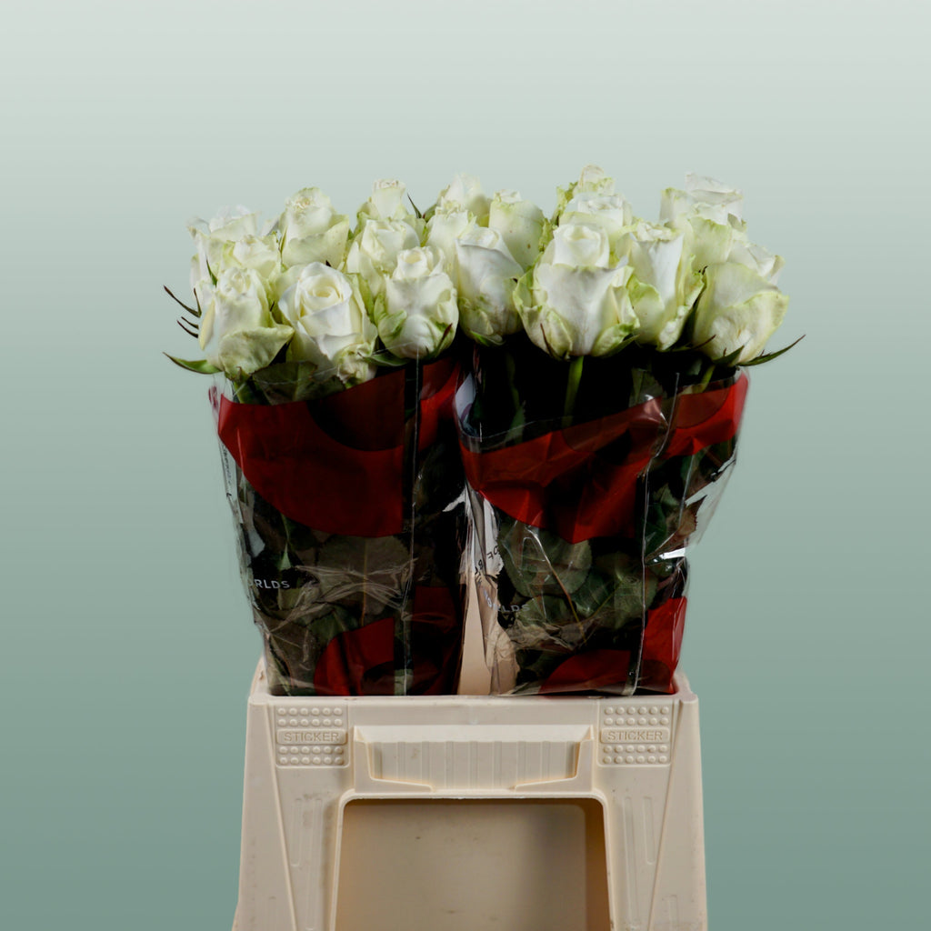 Rose Countdown!