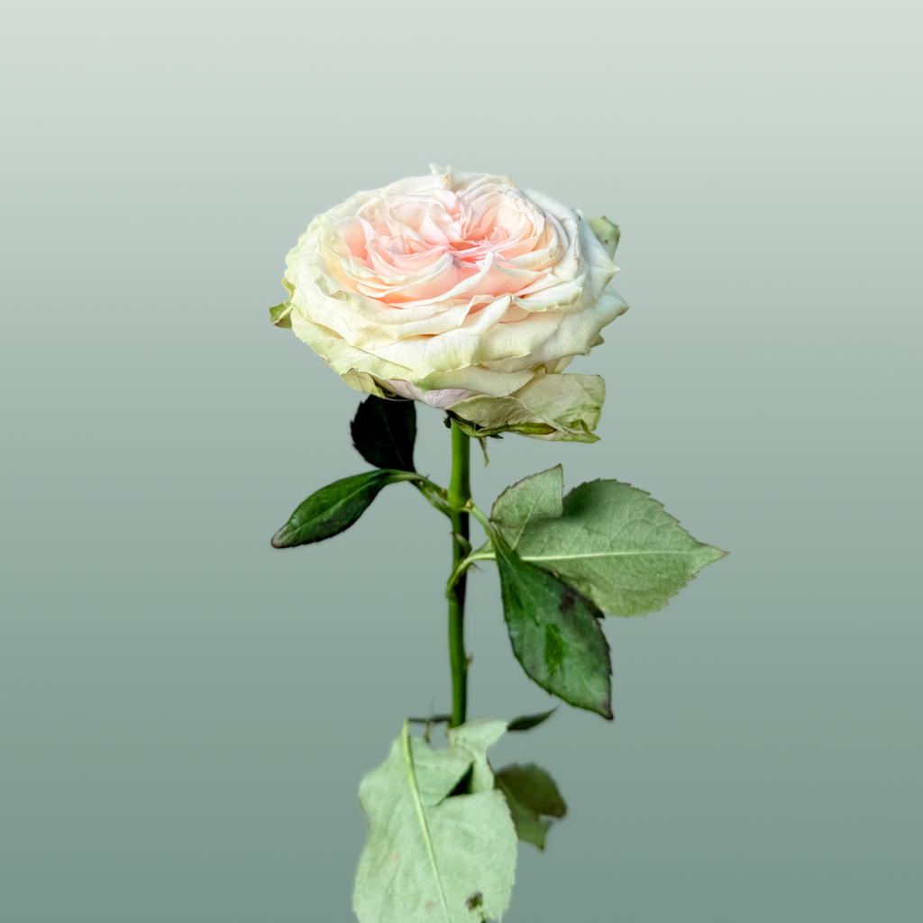 Rose Country Secret