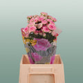 Spray Rose Creamy Twister